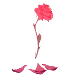 elements/rose.gif