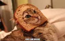 img/gato.jpg