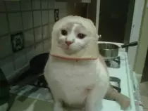 img/toast.jpg