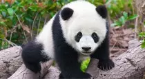 Animals/panda.jpg