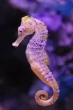 Animals/sea horse.jpg