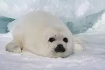 Animals/sea lion.jpg