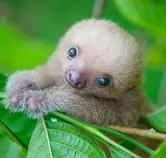 Animals/sloth.jpg
