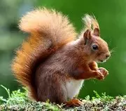 Animals/squierrel.jpg