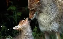 Animals/wolves.jpg