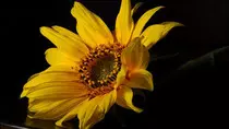 images/slider/your_image2.jpg