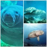 PicMonkey Collage Dugong.jpg