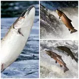 PicMonkey Collage Salmon.jpg