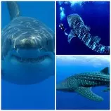 PicMonkey Collage shark.jpg