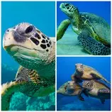 PicMonkey Collage turtle.jpg