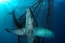 shark-endangered-wwf.jpg