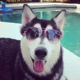 images/Cool-dog.jpg