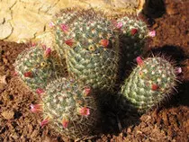 images/desierto.jpg