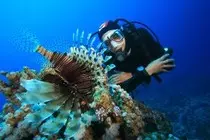 bigstock-Scuba-Diver-and-Lionfish-Pter-26720663-300x200.jpg