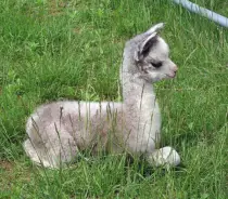 baby lama.jpg