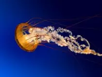 Images/001.jpg