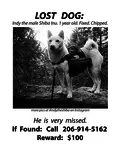 shibaposter.png