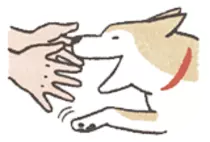 shibashake.png