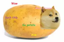 doge.jpg