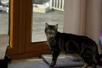 images/twinky.jpg