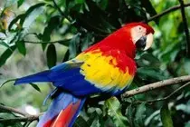 Colorful-Scarlet-Macaw-330x220.jpg