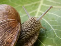 snail-1397851.jpg