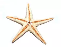 starfish-1424646.jpg