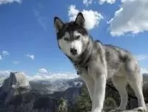 dog.jpg