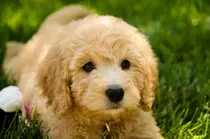 Goldendoodle-Golden-Retriever-Poodle-Mix-Sad-Puppy.jpg