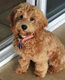 Labradoodle.m.jpg