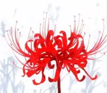 spiderlily.jpg