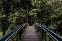Modulo2.p2p.op3/img_forest.jpg