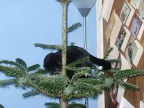 images/merrycatmas.jpg