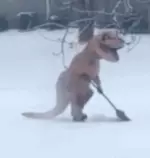 dino.gif