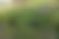 bg.png