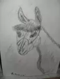 page1_pictures/donkahorse.jpg