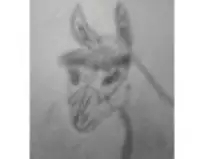 page1_pictures/donkahorse_thumb.jpg
