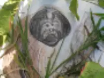 page1_pictures/orangutan_thumb.jpg
