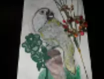 page1_pictures/parrot_thumb.jpg