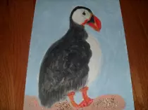 page1_pictures/puffin.jpg