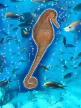 page1_pictures/seahorse.jpg