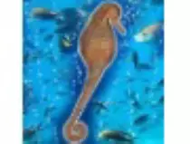 page1_pictures/seahorse_thumb.jpg