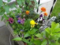 page2_pictures/assorted_pansies_mums.jpg