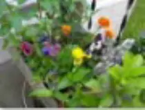 page2_pictures/assorted_pansies_mums_thumb.jpg