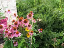 page2_pictures/butterfly_on_wildflowers.jpg