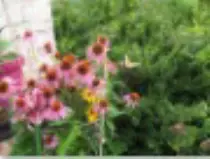 page2_pictures/butterfly_on_wildflowers_thumb.jpg
