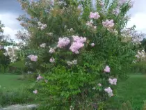 page2_pictures/crepe_myrtle.jpg
