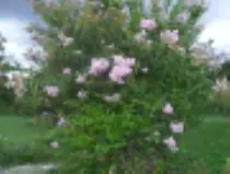 page2_pictures/crepe_myrtle_thumb.jpg