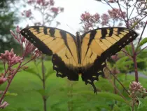 page2_pictures/eastern_tiger_swallowtail.jpg