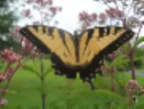 page2_pictures/eastern_tiger_swallowtail_thumb.jpg